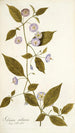 Solanum stellatum - Nikolaus Joseph Freiherr von Jacquin — näkymä teoksesta