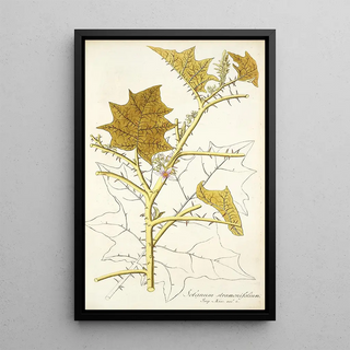 Nikolaus Joseph Freiherr von Jacquin - Solanum stramonifolium.webp