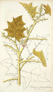 Solanum stramonifolium - Nikolaus Joseph Freiherr von Jacquin — näkymä teoksesta