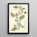 Solanum virginianum - Nikolaus Joseph Freiherr von Jacquin — kehystetty taideteos seinällä