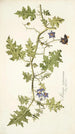 Solanum virginianum - Nikolaus Joseph Freiherr von Jacquin — näkymä teoksesta