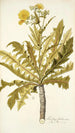 Sonchus fruticosus - Nikolaus Joseph Freiherr von Jacquin — näkymä teoksesta