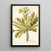 Sonchus fruticosus - Nikolaus Joseph Freiherr von Jacquin — kehystetty taideteos seinällä