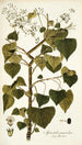 Spananthe paniculata - Nikolaus Joseph Freiherr von Jacquin — näkymä teoksesta