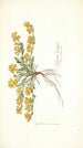 Spartium decumbens - Nikolaus Joseph Freiherr von Jacquin — näkymä teoksesta