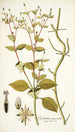 Spilanthus exasperata - Nikolaus Joseph Freiherr von Jacquin — näkymä teoksesta