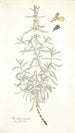 Stachys rugosa - Nikolaus Joseph Freiherr von Jacquin — näkymä teoksesta