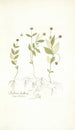 Stellaria bulbosa - Nikolaus Joseph Freiherr von Jacquin — näkymä teoksesta