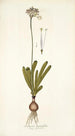 Strumaria linguaefolia - Nikolaus Joseph Freiherr von Jacquin — näkymä teoksesta
