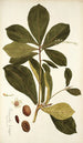 Terminalia catappa - Nikolaus Joseph Freiherr von Jacquin — näkymä teoksesta