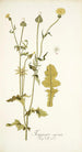 Thagopogon capensis - Nikolaus Joseph Freiherr von Jacquin — näkymä teoksesta