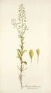 Thlaspi alliaceum - Nikolaus Joseph Freiherr von Jacquin — näkymä teoksesta