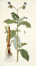 Tradescantia erecta - Nikolaus Joseph Freiherr von Jacquin — näkymä teoksesta