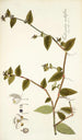 Tradescantia multiflora - Nikolaus Joseph Freiherr von Jacquin — näkymä teoksesta