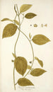 Tragia involucrata - Nikolaus Joseph Freiherr von Jacquin — näkymä teoksesta