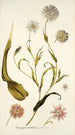 Tragopogon mutabilis - Nikolaus Joseph Freiherr von Jacquin — näkymä teoksesta