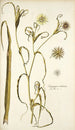 Tragopogon undulatus - Nikolaus Joseph Freiherr von Jacquin — näkymä teoksesta