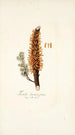 Tremella clavariaeformis - Nikolaus Joseph Freiherr von Jacquin — näkymä teoksesta
