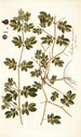 Tribulus maximus - Nikolaus Joseph Freiherr von Jacquin — näkymä teoksesta