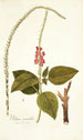 Verbena mutabilis - Nikolaus Joseph Freiherr von Jacquin — näkymä teoksesta
