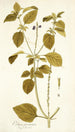 Verbena prismatica - Nikolaus Joseph Freiherr von Jacquin — näkymä teoksesta