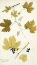 Vitis vinifera - Nikolaus Joseph Freiherr von Jacquin — näkymä teoksesta
