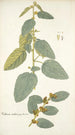 Waltheria indica - Nikolaus Joseph Freiherr von Jacquin — näkymä teoksesta