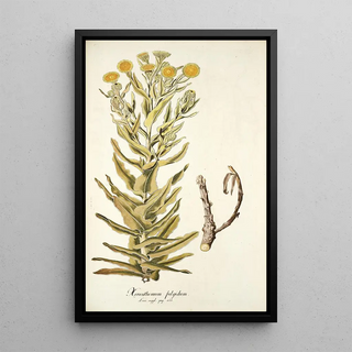 Nikolaus Joseph Freiherr von Jacquin - Xeranthemum fulgidum.webp