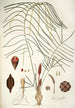 Zamia angustifolia - Nikolaus Joseph Freiherr von Jacquin — näkymä teoksesta