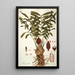 Zamia integrifolia - Nikolaus Joseph Freiherr von Jacquin — kehystetty taideteos seinällä