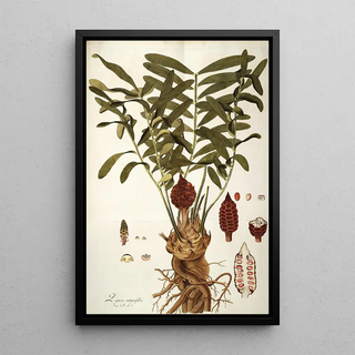 Nikolaus Joseph Freiherr von Jacquin - Zamia integrifolia.webp