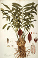 Zamia integrifolia - Nikolaus Joseph Freiherr von Jacquin — näkymä teoksesta