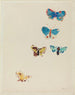 Cinq papillons - Odilon Redon — näkymä teoksesta