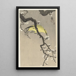 Ohara Koson - Chinese golden oriole on plum blossom branch.webp