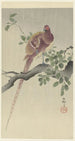 Kuparifasaani | Ohara Koson — näkymä teoksesta