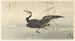 Ohara Koson - Cormoran-maalaus kalalla — näkymä teoksesta