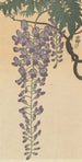 Wisterian kukassa - Ohara Koson — näkymä teoksesta
