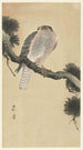 Haukka männynoksalla - Ohara Koson — näkymä teoksesta