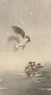 Nuori varpunen poikasineen - Ohara Koson — näkymä teoksesta