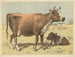 Vache - Oluf August Hermansen — näkymä teoksesta