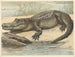 Crocodile - Oluf August Hermansen — näkymä teoksesta