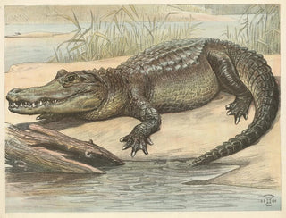 Crocodile - Oluf August Hermansen — näkymä teoksesta