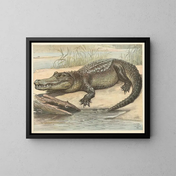 Crocodile - Oluf August Hermansen — kehystetty taideteos seinällä