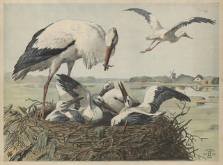 Cigogne - Oluf August Hermansen — näkymä teoksesta