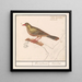 Ortolan Emberiza hortulana - Anselmus Botius de Boodt — kehystetty taideteos seinällä