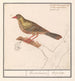 Ortolan Emberiza hortulana - Anselmus Botius de Boodt — näkymä teoksesta