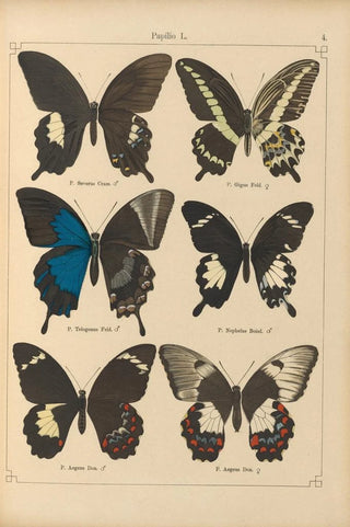 Otto Staudinger - Exotische schmetterlinge Pl004.webp