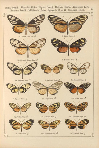 Otto Staudinger - Exotische schmetterlinge Pl027.webp