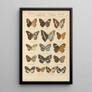 Otto Staudinger - Exotische schmetterlinge Pl050.webp