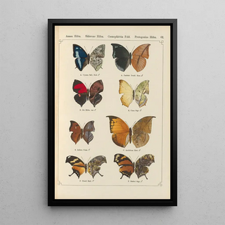 Otto Staudinger - Exotische schmetterlinge Pl062.webp